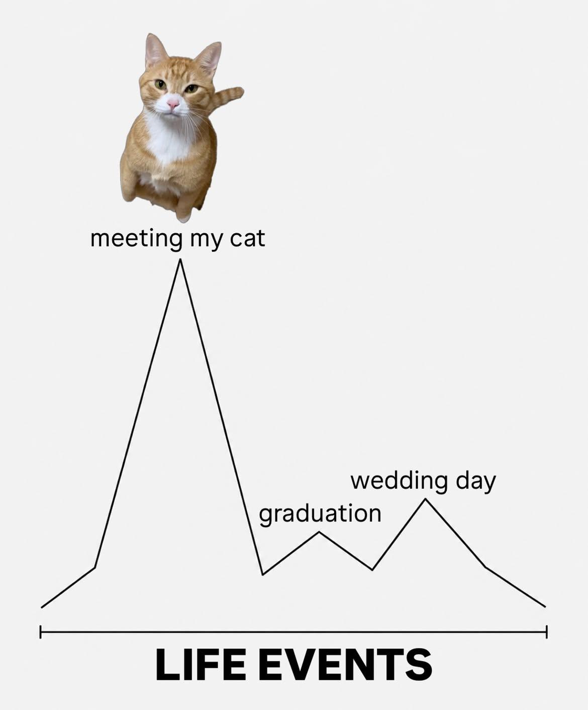 thumbnail-meeting-my-cats-graphe-0
