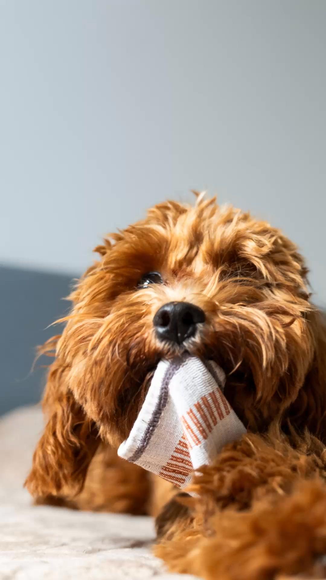 thumbnail-edgard-and-cooper-humour-0