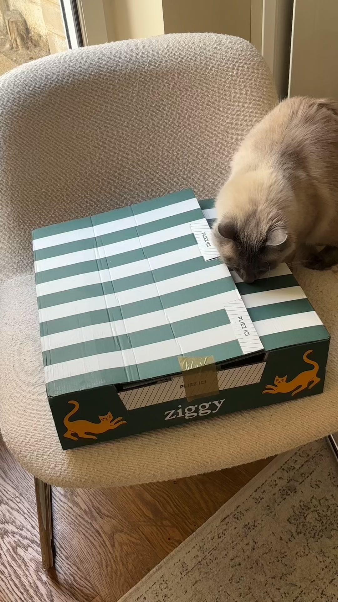 thumbnail-ziggy-unboxing-asmr-0