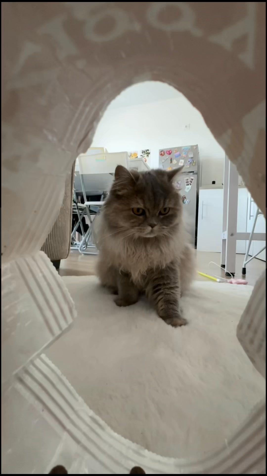 thumbnail-ziggy-par-amour-des-chats-0