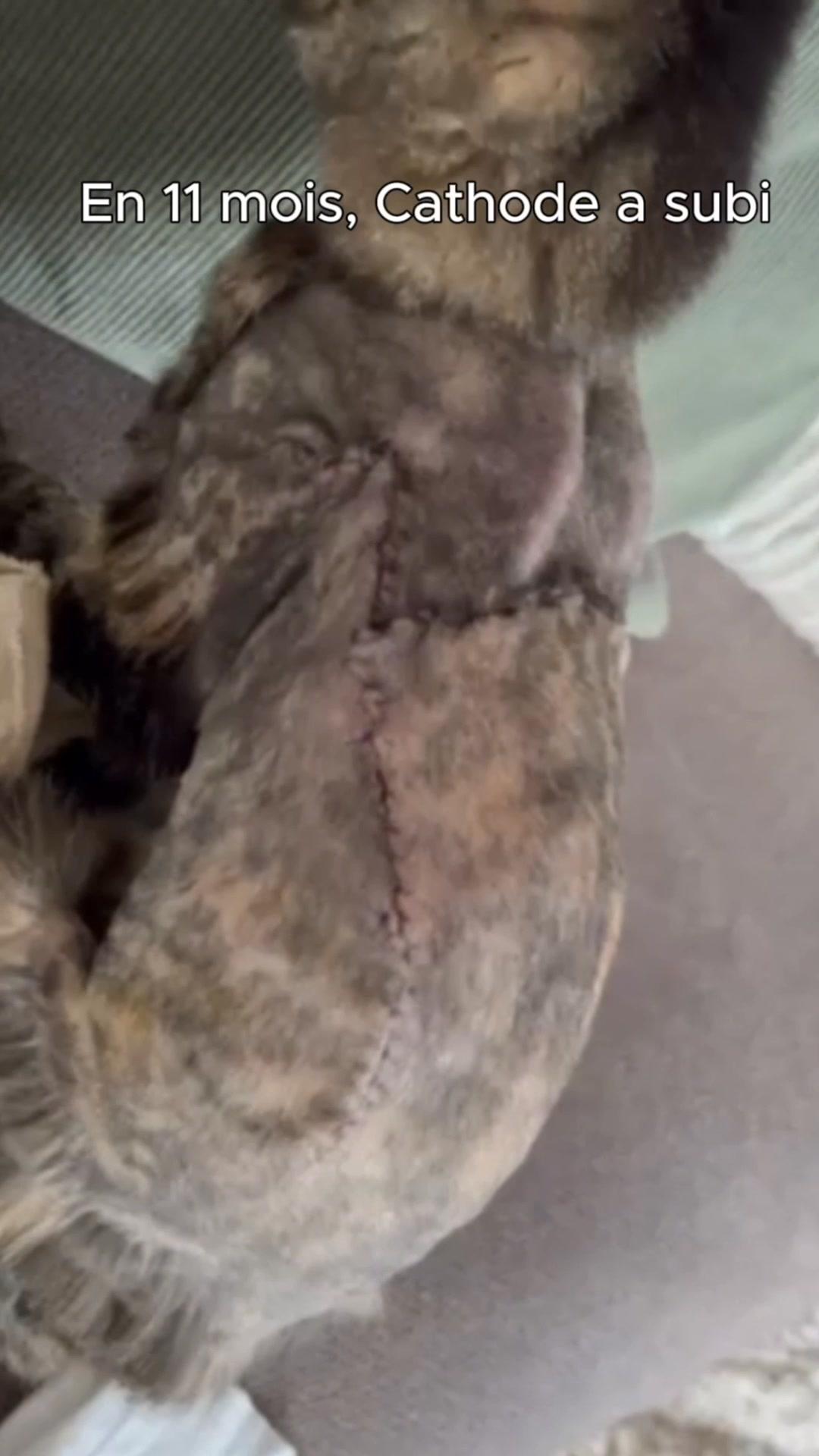 thumbnail-patolo-assurance-sante-0