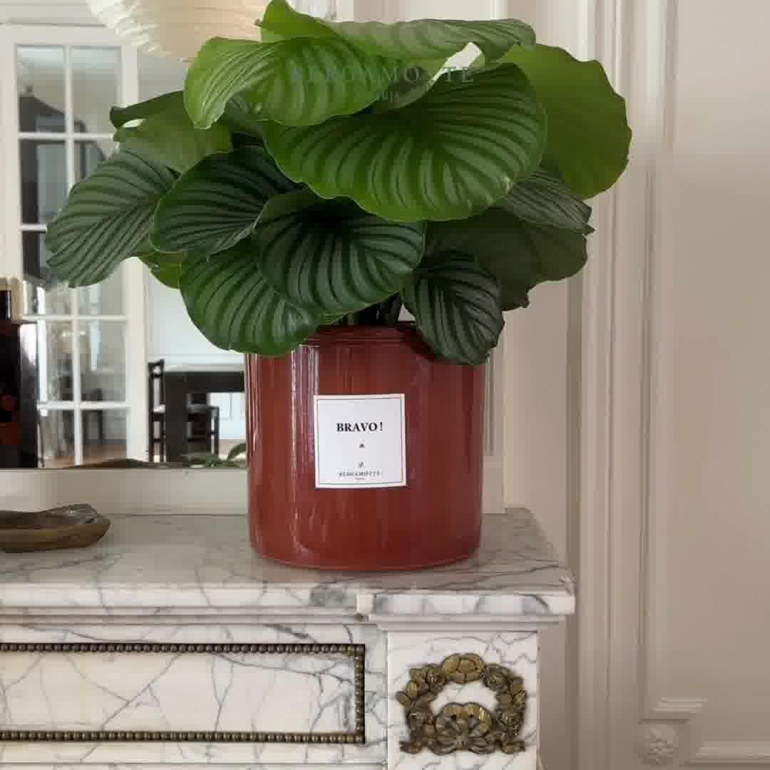 thumbnail-bergamotte-top-5-0